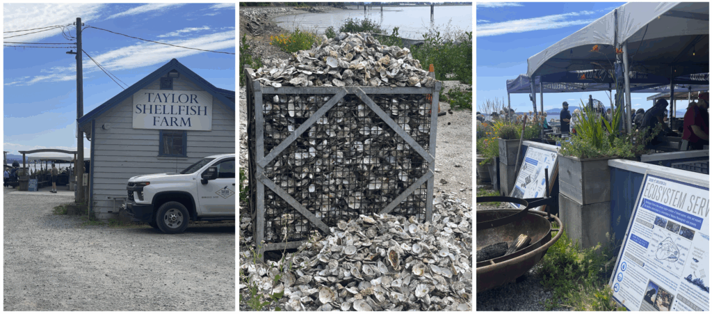 Taylor Shellfish Farms visitor area with oyster shells, educational displays, and an open-air oyster bar overlooking the Pacific Northwest coastline.